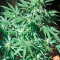 AK-47 regular (Serious Seeds) Cannabis-Samen
