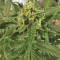 Green Crack Auto (Fast Buds) Cannabis-Samen