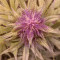 LSD-25 Auto feminisierte Samen