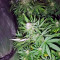 Magic Bud (Paradise Seeds) Cannabis-Samen