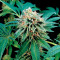 Shark Attack (Dinafem Seeds) Cannabis-Samen
