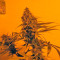 Yumbolt 47 (World of Seeds) Cannabis-Samen
