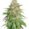 Glueberry O.G. (Dutch Passion) Cannabis-Samen