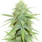 Grand Master Kush regular (Sumo Seeds) Cannabis-Samen