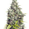 Grapefruit (Female Seeds) Cannabis-Samen