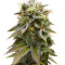 Lemon Thai Kush (Humboldt Seeds Organization) Cannabis-Samen