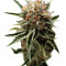 Shark (Pyramid Seeds) Cannabis-Samen
