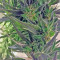 Easy Sativa (Female Seeds) Cannabis-Samen