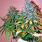 Sweet Tai (Sweet Seeds) Cannabis-Samen