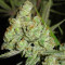 1024 (Medical Seeds) Cannabis-Samen