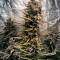 Auto Blackberry Kush feminisierte Samen