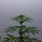 Bona Dea CBD+ (Vision Seeds) Cannabis-Samen