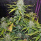 Green Crack Auto (Fast Buds) Cannabis-Samen
