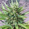 Industrial Plant (Dinafem Seeds) Cannabis-Samen