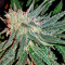 Lemon Cake (Heavyweight Seeds) Cannabis-Samen