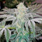 Mazar Kush (World of Seeds) Cannabis-Samen
