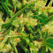 Northern Lights Auto (Vision Seeds) Cannabis-Samen
