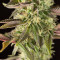 Remo Chemo (Dinafem Seeds) Cannabis-Samen