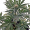 Roadrunner Autoflowering (Dinafem Seeds) Cannabis-Samen