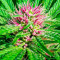 Serious 6 regular (Serious Seeds) Cannabis-Samen