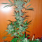 Space (World of Seeds) Cannabis-Samen
