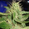 White Rhino (GHS) Cannabis-Samen