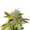 Northern Light Automatic (Nirvana Seeds) Cannabis-Samen