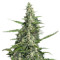 Pandora Auto (Paradise Seeds) Cannabis-Samen