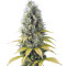 Shark Shock CBD (Dinafem Seeds) Cannabis-Samen