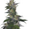 The Hog regular (T.H. Seeds) Cannabis-Samen