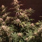 Fast & Vast Auto (Heavyweight Seeds) Cannabis-Samen
