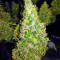 Fruit Punch Auto feminisiertes Saatgut (Heavyweight Seeds)