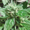 Jumping Black Dash Auto (Dr. Krippling Seeds) Cannabis-Samen