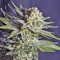 Killer Kush F1 Fast Version (Sweet Seeds) Cannabis-Samen