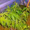 Papaya (Nirvana Seeds) Cannabis-Samen