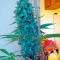 Point of No Return regular (Mandala Seeds) Cannabis-Samen