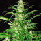 White Russian (Serious Seeds) Cannabis-Samen