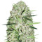 Auto Parmesan (Auto Cheese) Cannabis-Samen