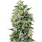 Blow Mind Auto (Sweet Seeds) Cannabis-Samen