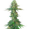 Bubblegum (T.H. Seeds) Cannabis-Samen