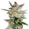 Star 47 (World of Seeds) Cannabis-Samen