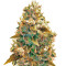 AK-49 (Vision Seeds) Cannabis-Samen
