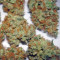 Bubba Kush (GHS) Cannabis-Samen