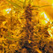 Auto Super Hash (Pyramid Seeds) Cannabis-Samen