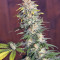 Killer Kush F1 Fast Version (Sweet Seeds) Cannabis-Samen