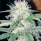 White Cheese Autoflowering (Dinafem Seeds) Cannabis-Samen