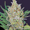 Blueberry Cheese Auto strain