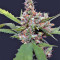 CBD Blue Shark (Barney's Farm) Cannabis-Samen