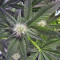 Cream 47 (Sweet Seeds) Cannabis-Samen