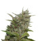 Auto Whiteberry (Paradise Seeds) Cannabis-Samen